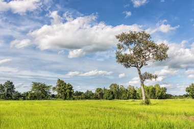 Yeşil alanlar açık gün.