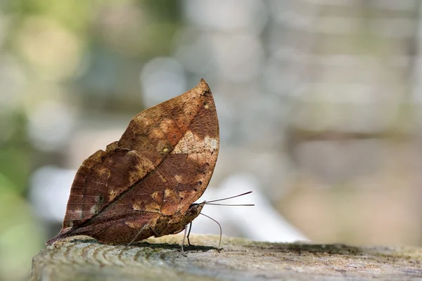 Taiwan borboleta (Kallima inachus formosana) sucção de água do solo natural — Fotografia de Stock