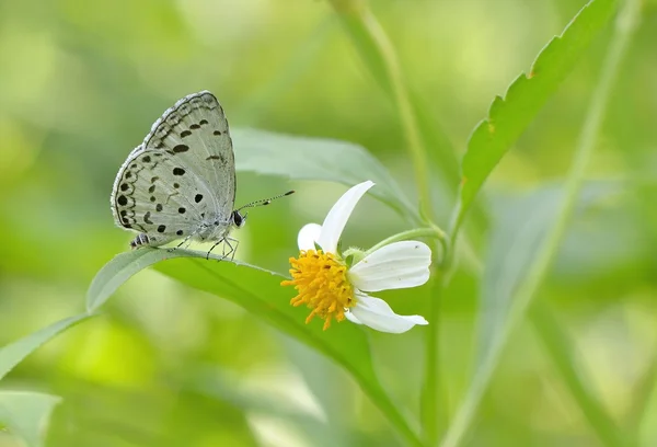 Taiwan Borboleta (Acytolepsis puspa myla) em um ramos e folhas — Fotografia de Stock