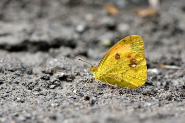 Taiwan butterfly() on the tree.