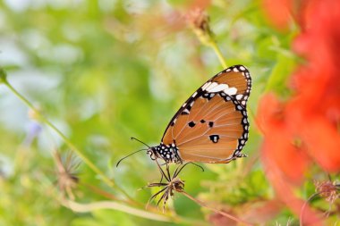 Taiwan Butterfly on the flower
