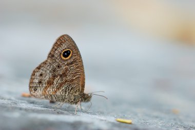 Tayvan kelebekler, dağlar ve ovalar şahsen kelebek çekim gibi ülke çapında dağıtılan 400 tür vardır