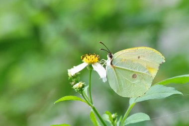 Tayvan kelebekler, dağlar ve ovalar şahsen kelebek çekim gibi ülke çapında dağıtılan 400 tür vardır
