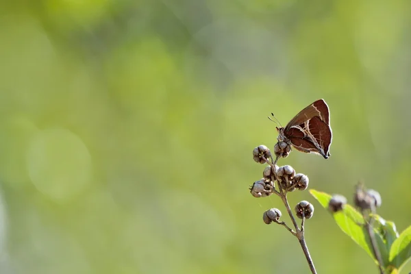 Taiwan Butterfly (Amblopala avidiena y-fasciata) on a Herbivorous — Stock Photo, Image
