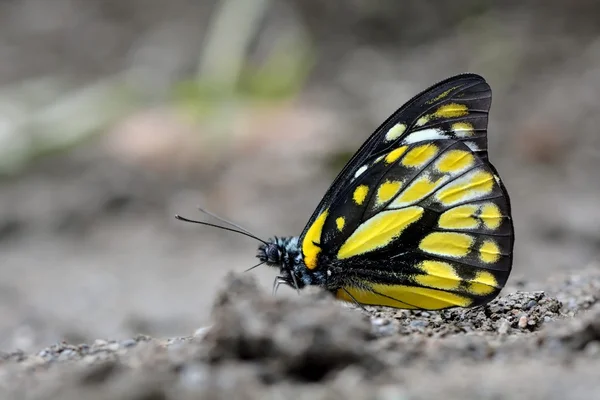 Taiwan borboleta (Calinaga buddha formosana) na árvore . — Fotografia de Stock