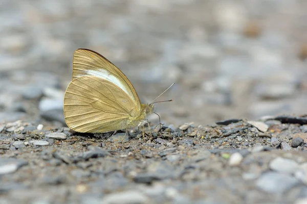 Borboleta absorção de água natural — Fotografia de Stock