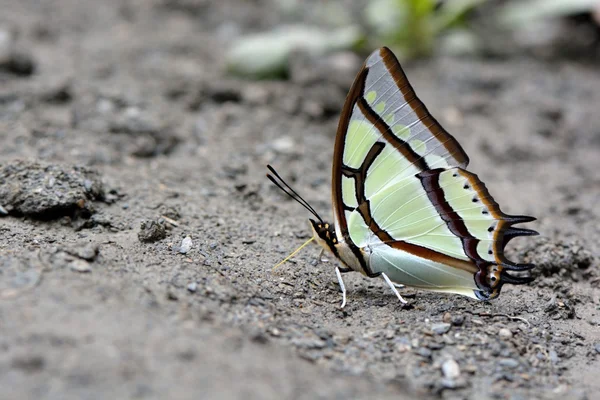 Taiwan Butterfly natural water absorption — Stockfoto