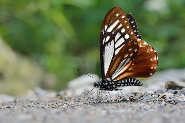 Taiwan borboleta endêmica (Graphium doson postianus) sucção de água do solo natural — Fotografia de Stock