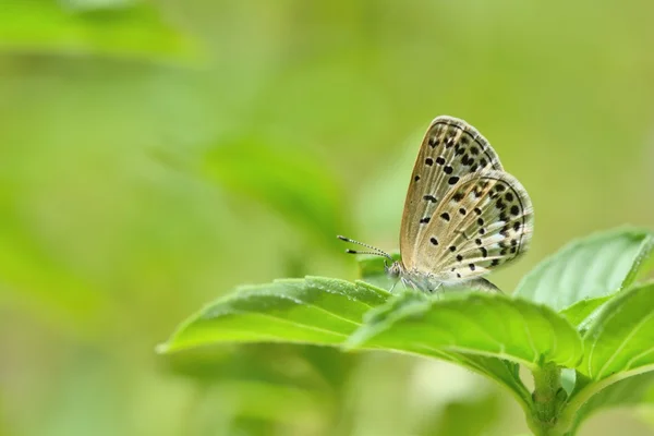 Taiwan Borboleta — Fotografia de Stock