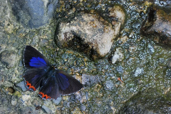 Taiwan tem 400 tipos de borboletas, distribuídas nas montanhas e planícies ao redor do país, pessoalmente, como atirar borboleta — Fotografia de Stock