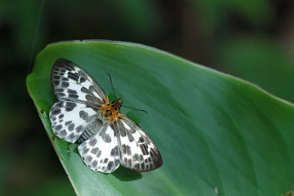 Tayvan kelebekler, dağlar ve ovalar şahsen kelebek çekim gibi ülke çapında dağıtılan 400 tür vardır — Stok fotoğraf