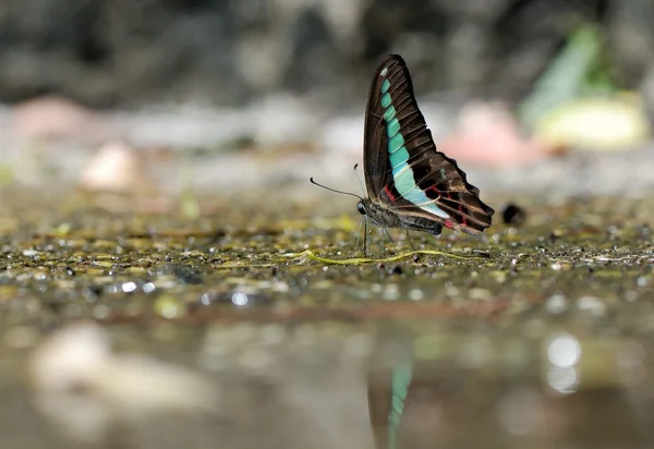 Taiwan has 400 kinds of butterflies, distributed in the mountains and plains around the country, personally like shooting butterfly — Stock Photo, Image