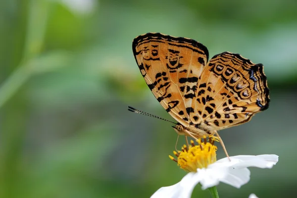 Taiwan tem 400 tipos de borboletas, distribuídas nas montanhas e planícies ao redor do país, pessoalmente, como atirar borboleta — Fotografia de Stock