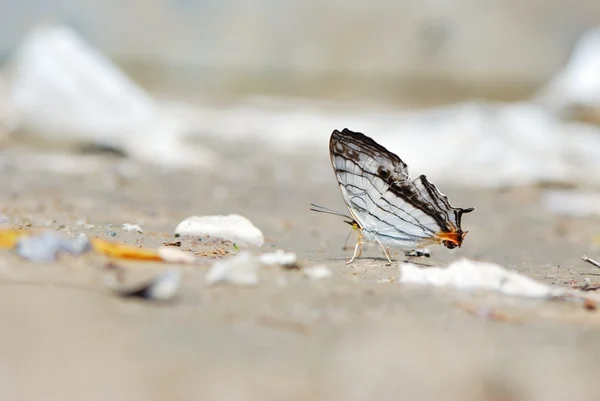 Taiwan has 400 kinds of butterflies, distributed in the mountains and plains around the country, personally like shooting butterfly — Stock Photo, Image