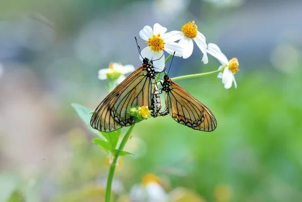 Taiwan tem 400 tipos de borboletas, distribuídas nas montanhas e planícies ao redor do país, pessoalmente, como atirar borboleta — Fotografia de Stock