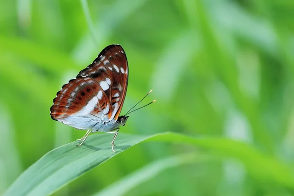 Taiwan tem 400 tipos de borboletas, distribuídas nas montanhas e planícies ao redor do país, pessoalmente, como atirar borboleta — Fotografia de Stock