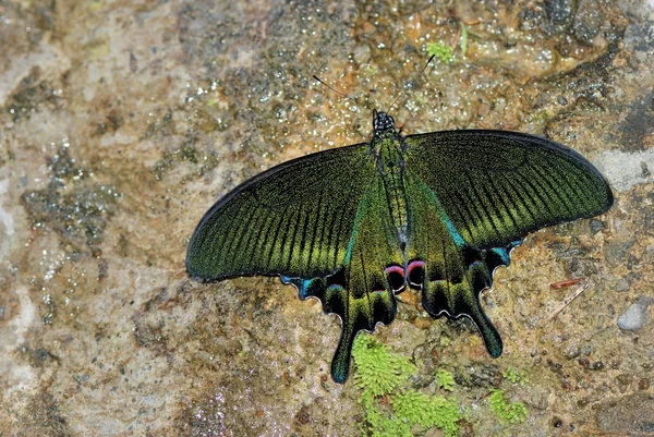 Taiwan tem 400 tipos de borboletas, distribuídas nas montanhas e planícies ao redor do país, pessoalmente, como atirar borboleta — Fotografia de Stock