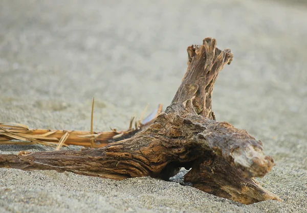 Baumstamm im Sand — Stockfoto