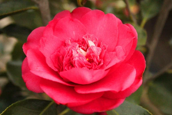 Camellia zbliżenie — Zdjęcie stockowe