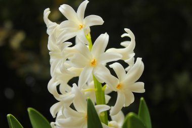 Bahçedeki beyaz sümbül