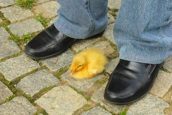 Pequeno pato corredor entre sapatos — Fotografia de Stock