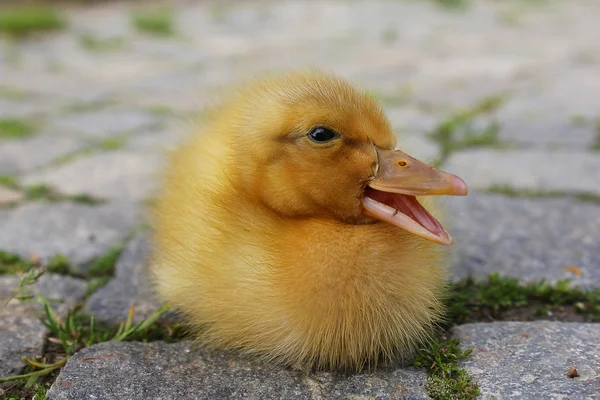 Pato corriente con pico abierto — Foto de Stock