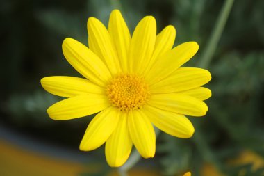 Bahçede sarı papatya