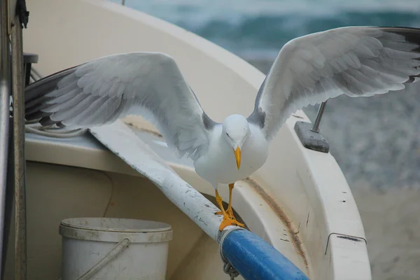 Mewa na łodzi z otwartym skrzydła — Zdjęcie stockowe