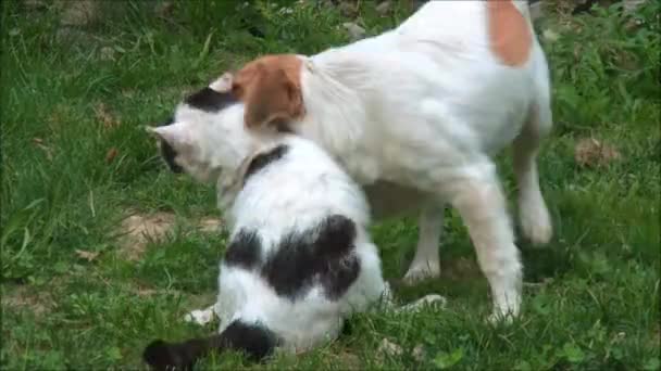 Gato e cão brincando na grama — Vídeo de Stock