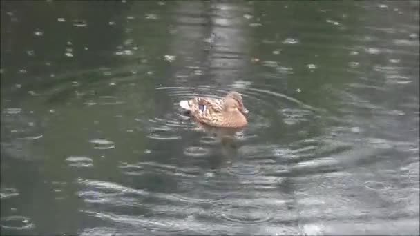 canard battant ses ailes sous la pluie 