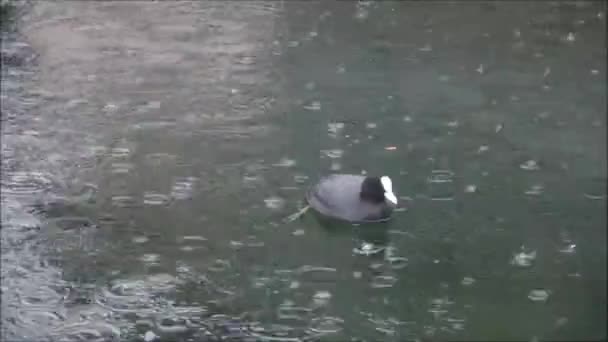Kaczka w deszczu w jeziorze — Wideo stockowe