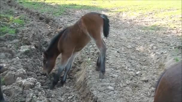 Eerste stappen van een veulen — Stockvideo