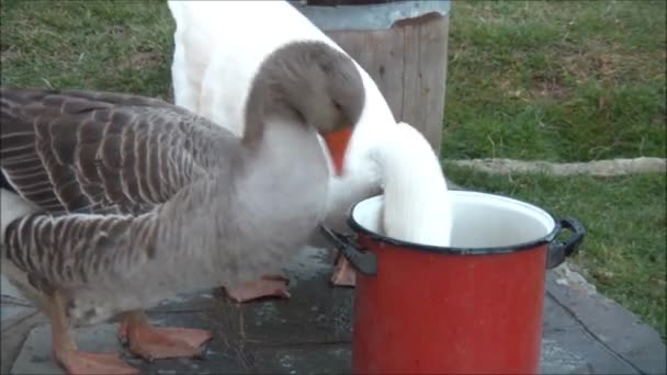 Gęsi, grając z wodą w garnku — Wideo stockowe