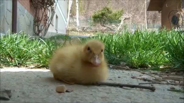 Little runner duck eating — Stock Video