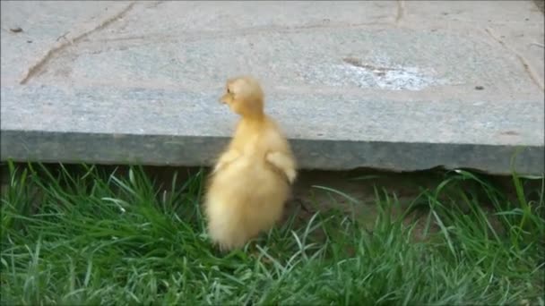 Pequeño pato corredor está tratando de subir un escalón — Vídeo de stock