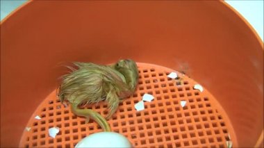 Sadece tarihi runner ördek