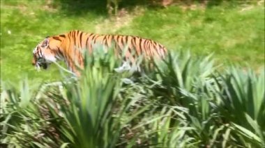 bitki örtüsü ile yürüyüş tiger