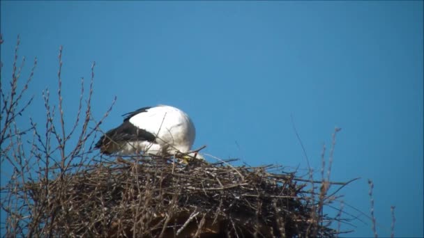 Cigüeña construyendo un nido — Vídeo de stock