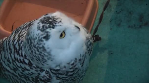 Snowy owl rotates the head — Stock Video