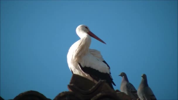 Storch putzt Federn — Stockvideo