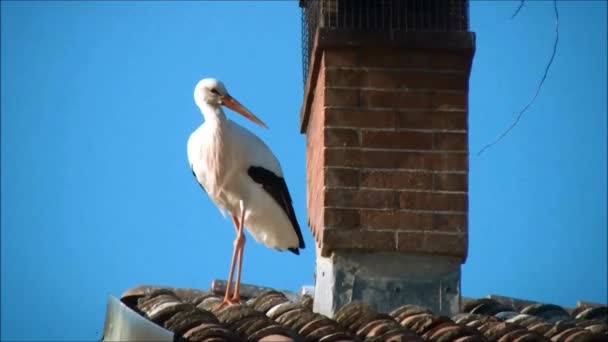 Аист на крыше — стоковое видео