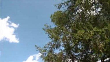 Arabadan görülen ağaçlar