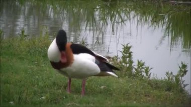 Ördek tüyler temizler