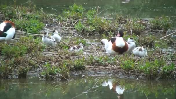 Patos en el estanque — Vídeo de stock