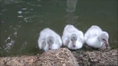 Kuğu hatunlar havuzda