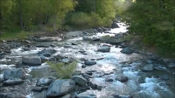 Rivière traversant la forêt — Video