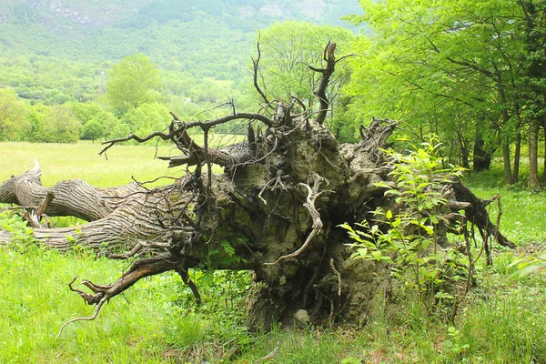 Wurzeln eines umgestürzten Baumes — Stockfoto