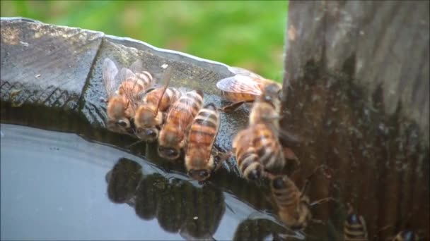 蜂は水を飲んで — ストック動画