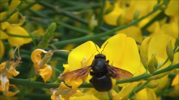 バンブルビーが花を受粉させる — ストック動画