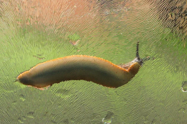 Babosa en vidrio húmedo — Foto de Stock